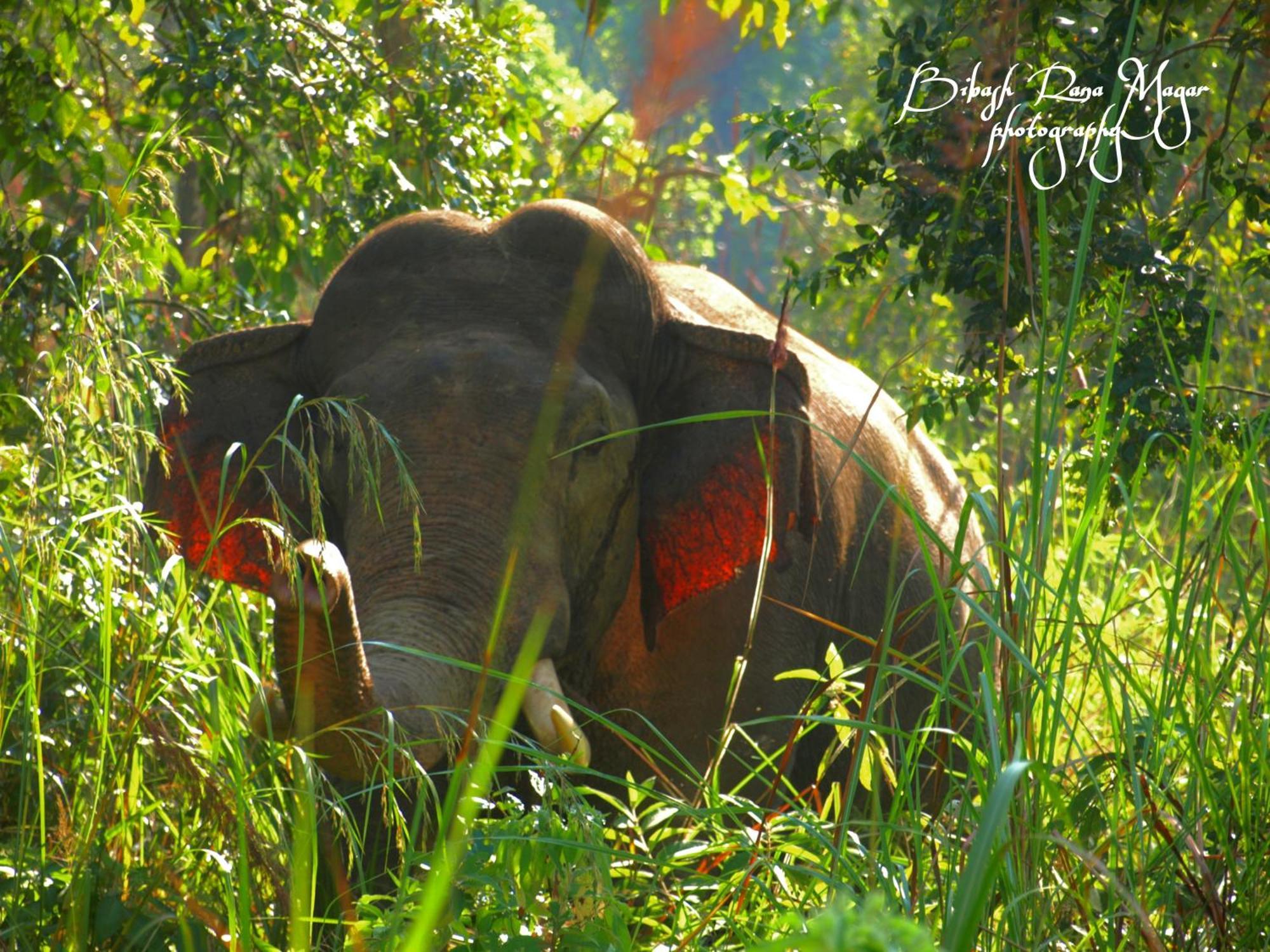 Mr. B'S Place Bardiya Esterno foto