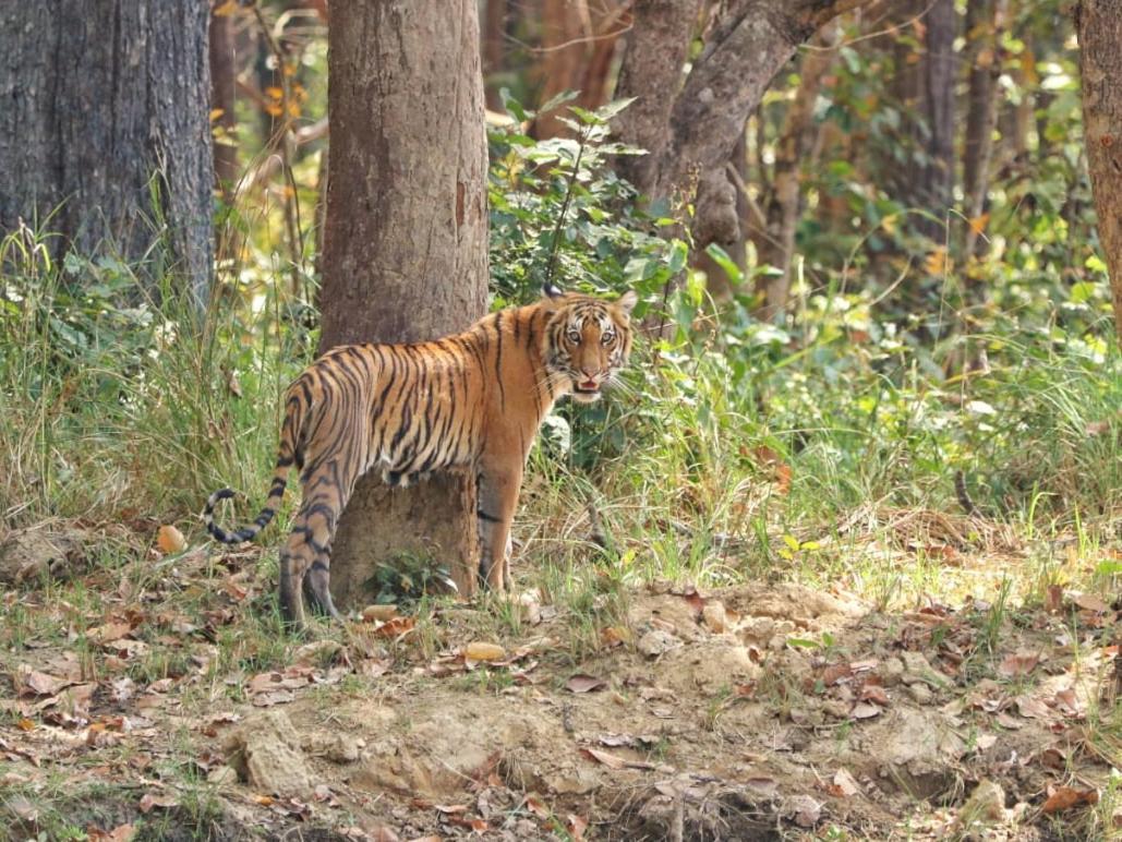 Mr. B'S Place Bardiya Esterno foto